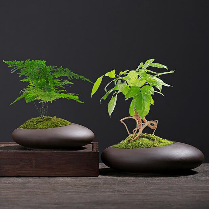 레트로 보라색 점토 화분 중국 스타일 난초 아스파라거스 - Tagine Clay Pot 리뷰 및 가격